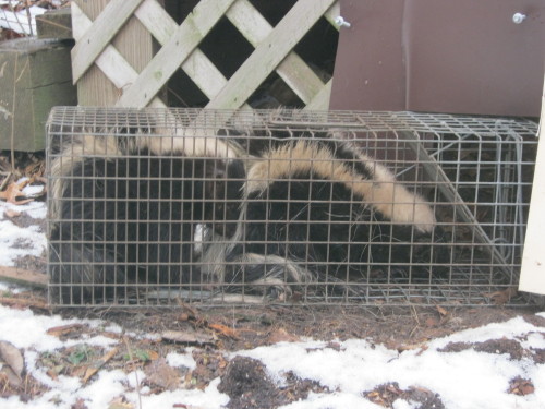 skunk trapped by suburban wildlife control